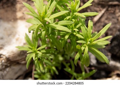 Young Green Plants For An Alpine Slide In Early Spring