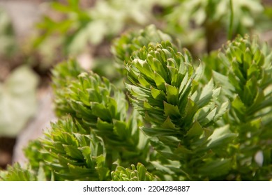 Young Green Plants For An Alpine Slide In Early Spring