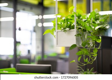 Young green plants in pots in eco office interior, blurred background, copy space