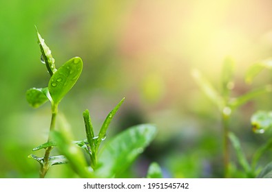 young green plants in water droplets close-up, blurred background, free space for text