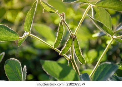 Young Green Pods And Leaves Of A Soybean On The Stem During The Period Of Active Growth And Maturation Of The Plant In The Field. Agricultural Crops In The Open Field. Selective Focus.