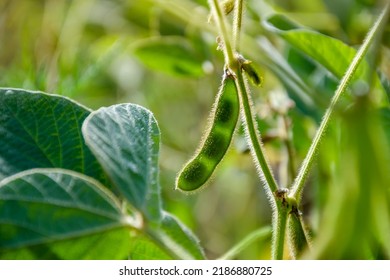 Young Green Pods And Leaves Of A Soybean On The Stem During The Period Of Active Growth And Maturation Of The Plant In The Field. Agricultural Crops In The Open Field. Selective Focus.