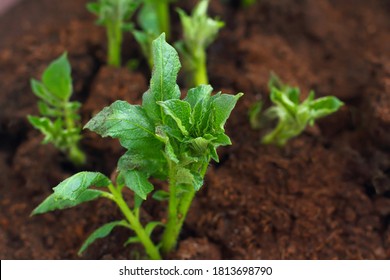 Young green potato shoots in the ground. Small green sprouts in the ground.  The view from the top