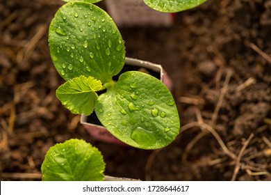 Young Green Pumpkin Plant That Grows In A Pot. Seedlings Of Pumpkin Crops, Zucchini Are Ready For Transplanting Into The Soil In The Garden. Rostock. Organic Farming. The View From The Top.