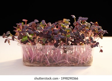 Young green and purple sango radish shoots in a transparent container on a white table. Dark background. Microgreens. Vegan food. Healthy eating. Sprouted seeds. Eco soil. Hydroponic farm. Seedlings.