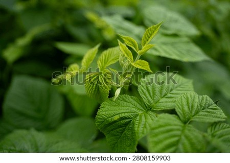 Young green raspberry shoot with developing flower buds close up, rubus idaeus bush branches growing in spring orchard.