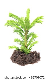 Young Green Sapling Fir, Pine