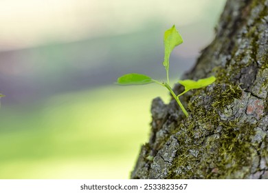 Young Green Sapling Growing on Tree Trunk with Moss in Sunlit Forest - Nature and New Beginnings Concept - Powered by Shutterstock