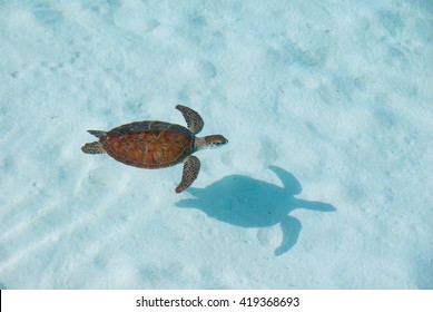 Young Green Sea Turtle From Above With Shadow In Clear Water In A Lagoon.