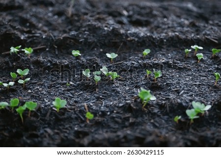 Young green seedlings sprouting in rows on moist dark soil during early growth stage in a garden or farm environment under natural light.

