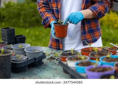 Young green seedlings of tomato in a special plastic form on nature background, happy 30s woman gardener transplanting seedlings outdoors. Growing organic food near home - Powered by Shutterstock