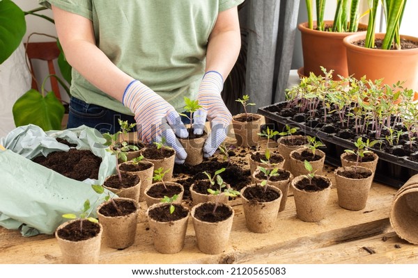 Young green seedlings of tomato in a\
special plastic form on a wooden background , woman gardener\
transplanting seedlings, pricking out in eco friendly\
pots