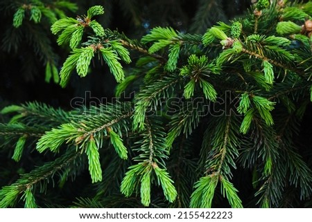 Young green shoots on branches coniferous trees.Growing pine