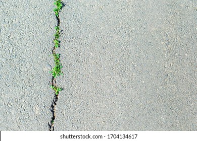 Young Green Shoots Of A Plant Grow From A Crack On A Destroyed Road. The Concept Of Motivation, Overcoming Hardship In Business And Life, New Beginnings And Ideas For Success, Background, Copy Space.