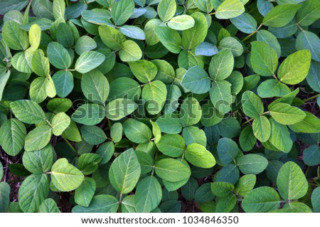 
Young green soy plants with large leaves that grow in the field