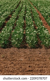 Young Green Soybean Crop Seedling Plants In Cultivated Perfectly Clean Agricultural Plantation Field, Selective Focus