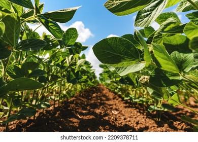 Young Green Soybean Crop Seedling Plants In Cultivated Perfectly Clean Agricultural Plantation Field, Low Angle View With Selective Focus