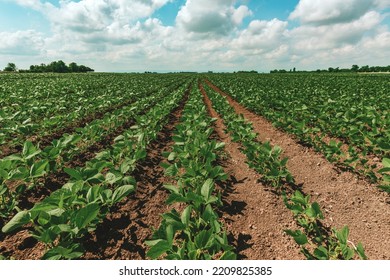 Young Green Soybean Crop Seedling Plants In Cultivated Perfectly Clean Agricultural Plantation Field, Selective Focus