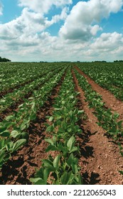 Young Green Soybean Crop Seedling Plants In Cultivated Perfectly Clean Agricultural Plantation Field, Selective Focus