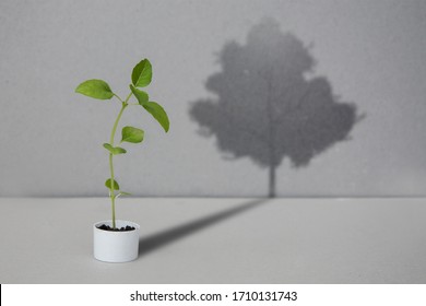 A Young Green Sprout Casts A Shadow In The Form Of A Large Tree. A Conceptual Representation Of The Present And Future. A Small Plant Will Be A Big Tree