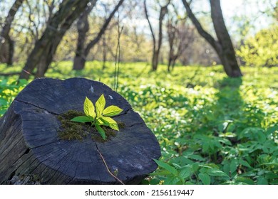 Young Green Sprout Grows On An Old Tree Stump. Сoncept Of The Revival Of Nature.