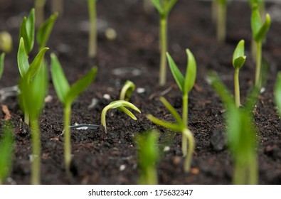 Young green sprouts on a black organic soil close-up