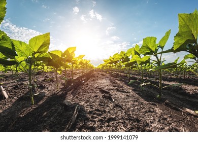 Young Green Sunflower Seedlings Growing In Soil Field