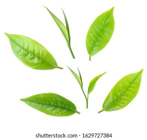 Young Green Tea Leaves Isolated On A White Background. Top View