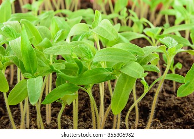 Young Green Tomato Seedlings On A Bed