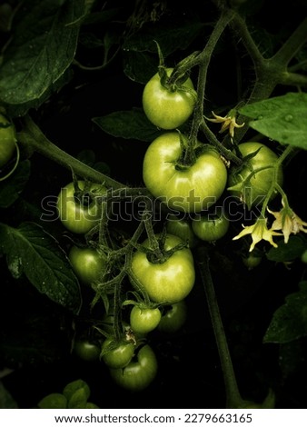 Similar – Tomate gesund Gewächshaus