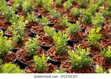 Young Green Tree Growth On The Black Plastic Flower Pot With Green Leaves Background.