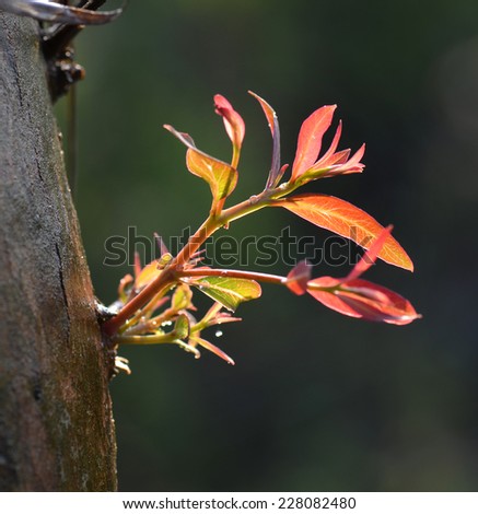 Similar – Hide-and-seek ;-) Nature