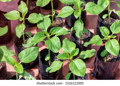 Young Green Trees In Black Plastic Grow Bags On The Red Floor.