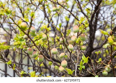 Young Green Ume Plum Fruit On A Tree.