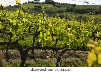 Young green vineyards in Chianti region near San Casciano Val di Pesa (Florence). Italy