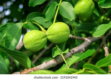 Young Green Walnuts Growing On A Walnut Tree