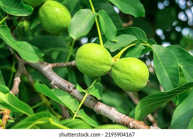 Young Green Walnuts Growing On A Walnut Tree