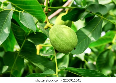 Young Green Walnuts Growing On A Walnut Tree