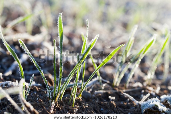 young green wheat germs winter wheat varieties,\
covered with white glowing in the sunlight ice crystals, close-up\
with a shallow depth of\
field
