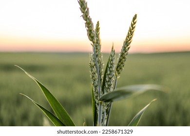 Young green wheat sprouts with a wheat field on background. Unripe cereals. Close up on sprouting wheat. - Shutterstock ID 2258671329