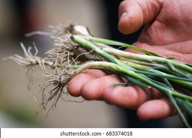 Young Green Wild Onion Plants In Hand.