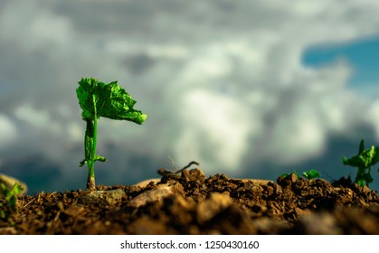 Young Green Wild Sprout Are Pushing Through The Hard Soil Toward Life. Impossible Is Nothing And Never Surrender Image.