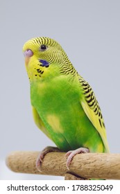 Young Green Yellow Budgie Bird In Front Of White Background 