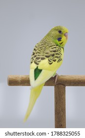 Young Green Yellow Budgie Bird In Front Of White Background 