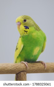 Young Green Yellow Budgie Bird In Front Of White Background 