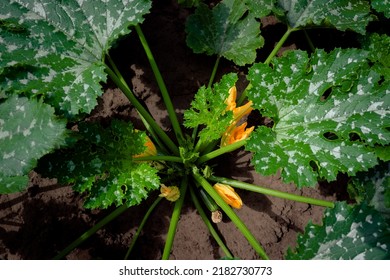 young zucchini plant