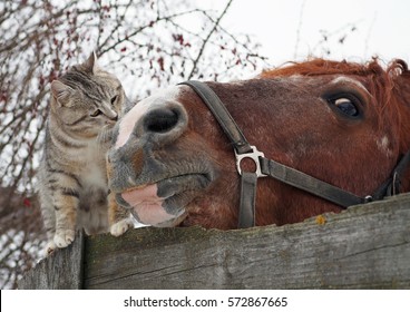 Cheval Chat Photos Et Images De Stock Shutterstock