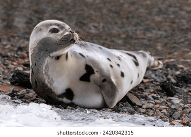 A young grey harp seal lays on a rocky beach in Newfoundland. The animal has soft thick tan colored fur skin with black and brown spots. The seal has dark eyes, long whiskers and flippers with claws.