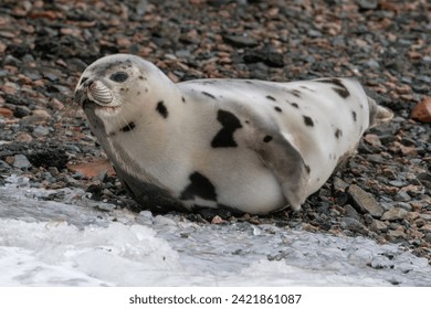 A young grey harp seal lays on a rocky beach in Newfoundland. The animal has soft thick tan colored fur skin with black and brown spots. The seal has dark eyes, long whiskers and flippers with claws.