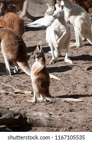 Young Grey Kangaroo Standing In Front Of A Group Of Red, Grey And White Kangaroos